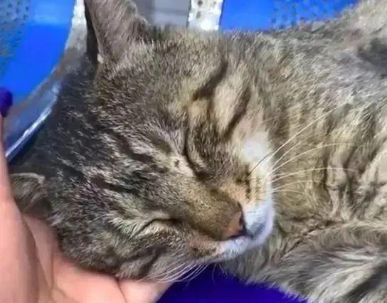 医院为掉进火锅受伤的猫免费治疗